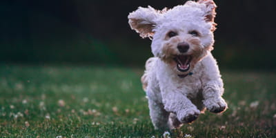 chien heureux qui cours dans l'herbe